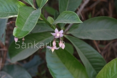 Ardisia solanacea